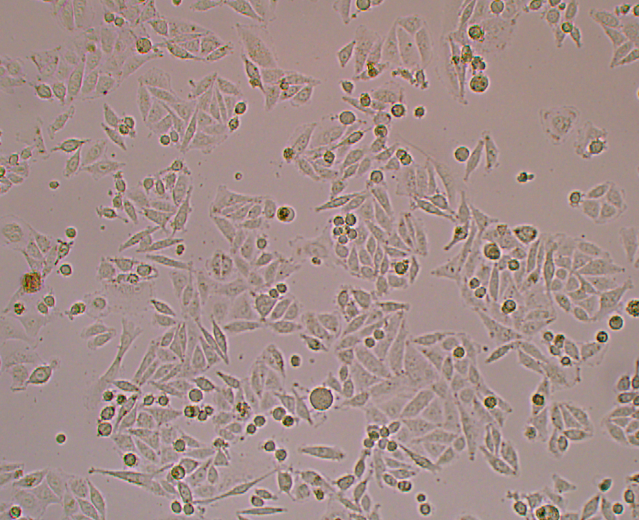 SW480(人結(jié)腸癌細(xì)胞)